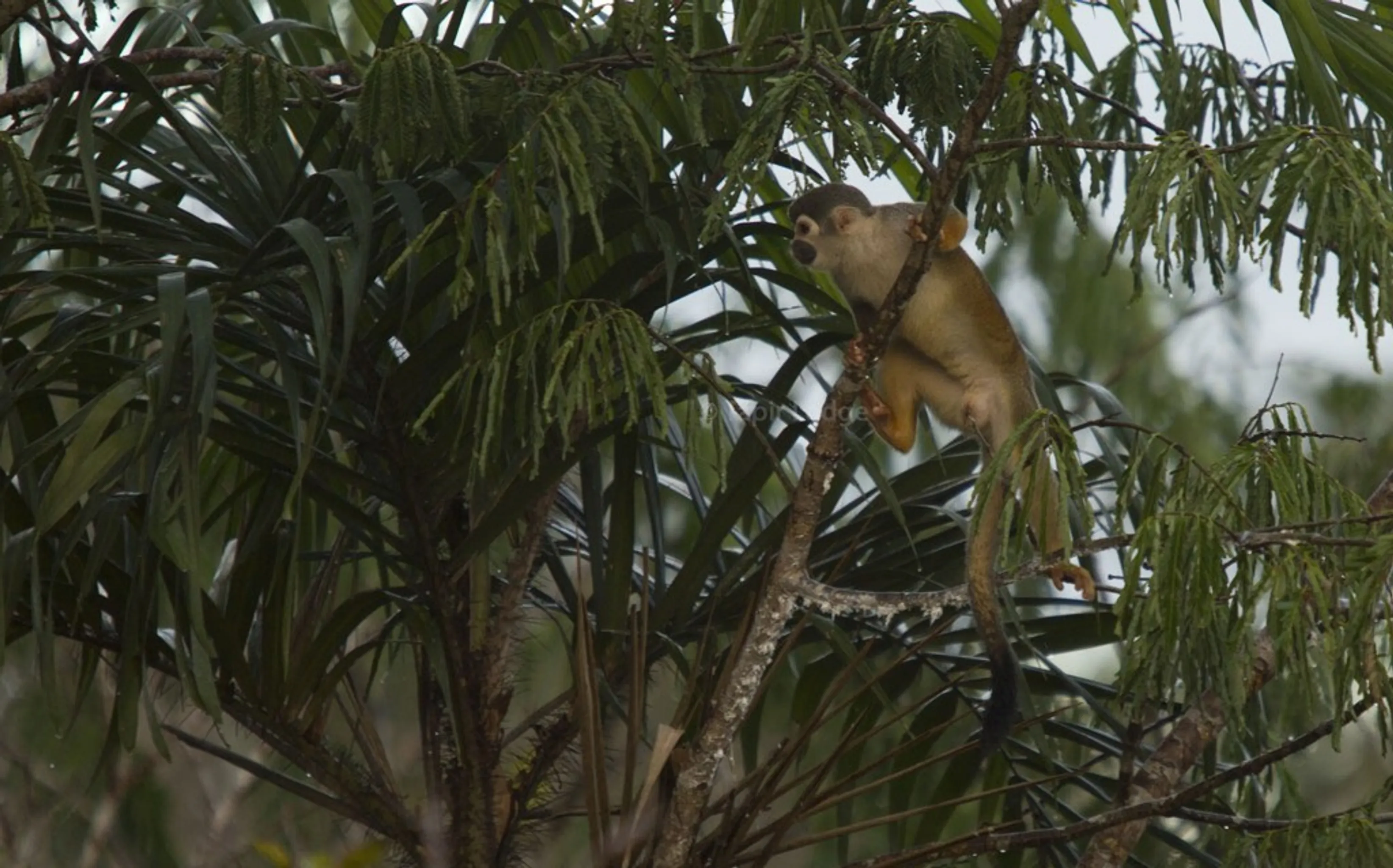 First Encounter with the Amazon Rainforest secondary 2