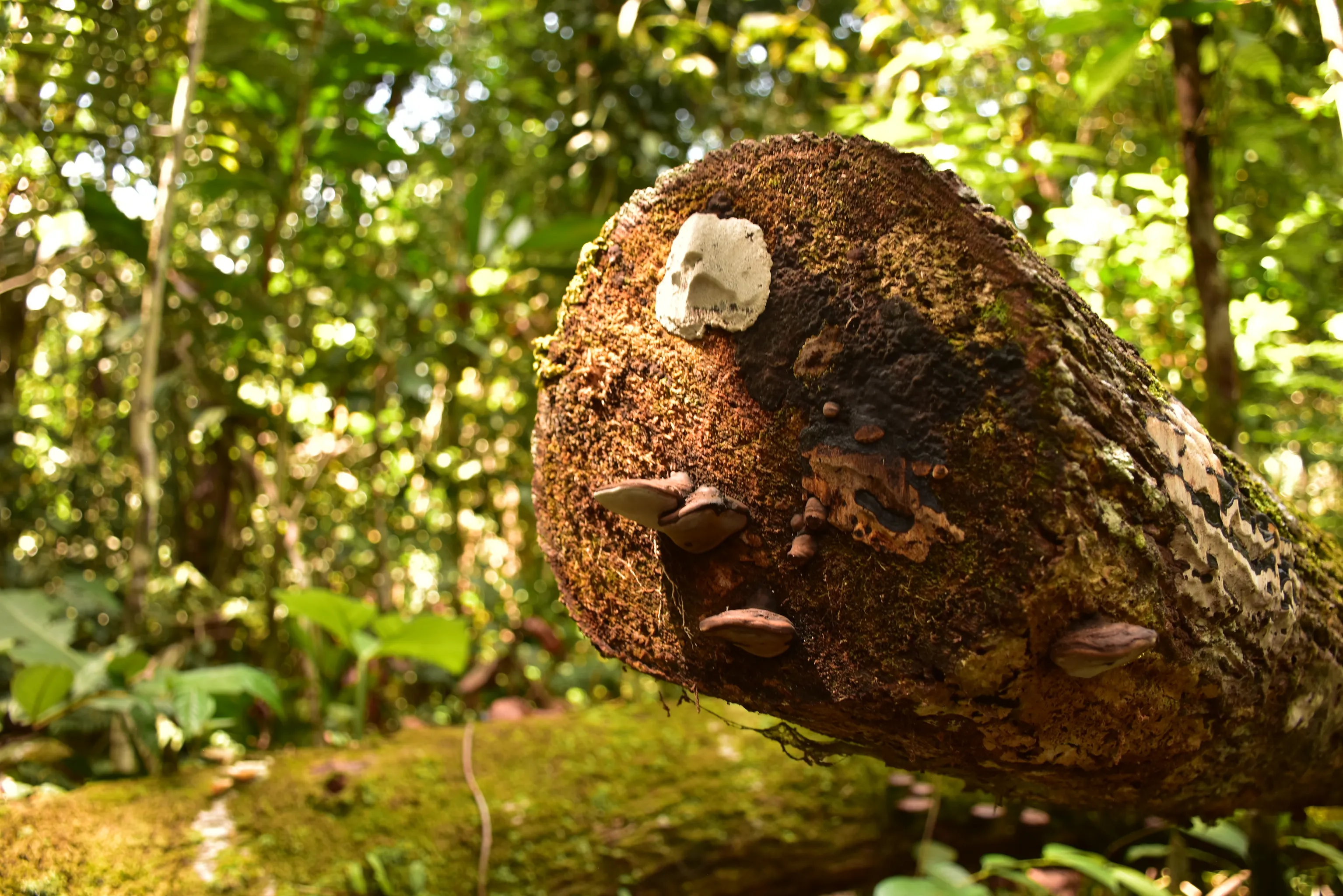 Primates y mamíferos en la Reserva Cuyabeno