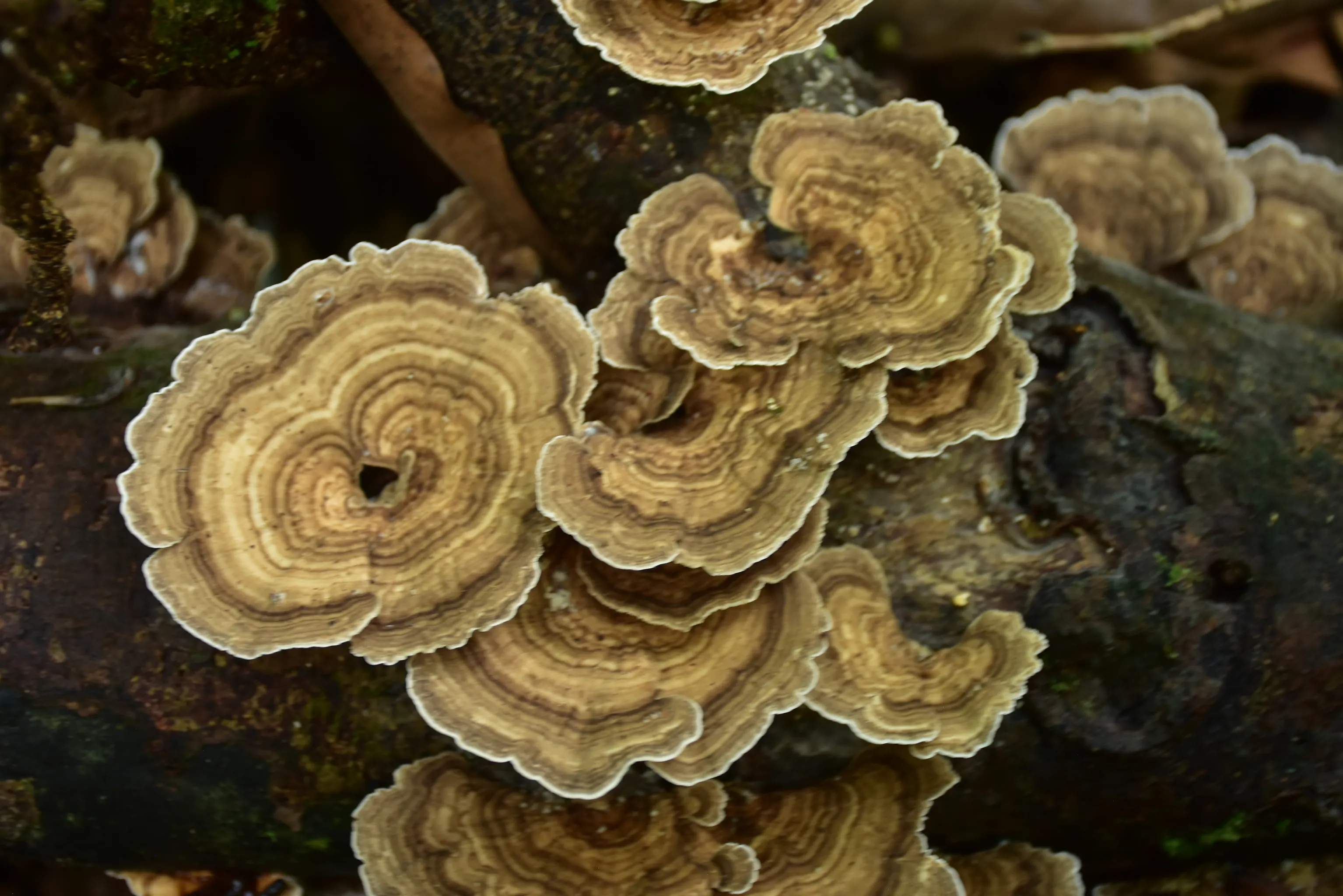 Encuentros únicos con la biodiversidad