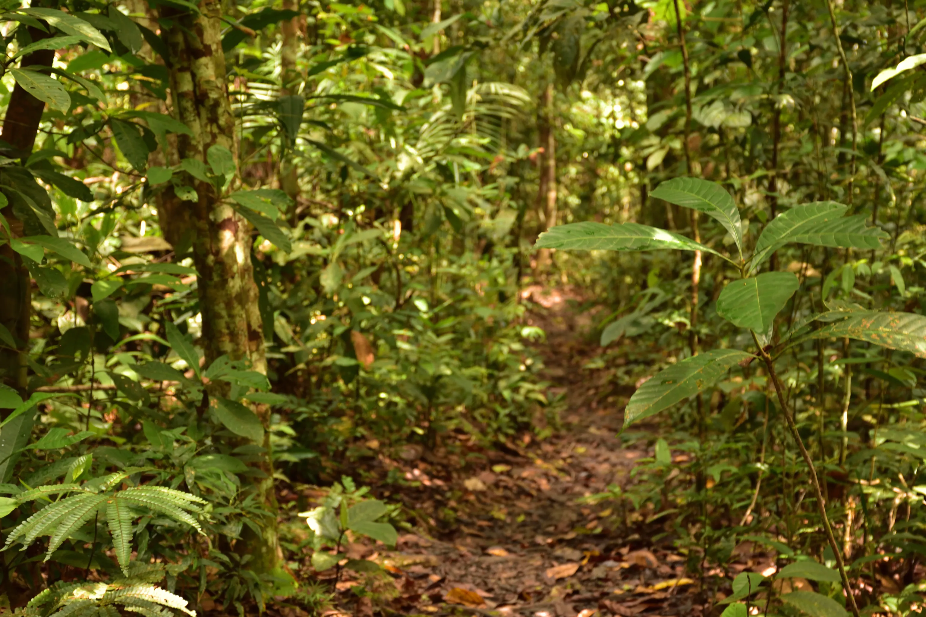 Rainforest and community around Tapir Lodge slide-09 large