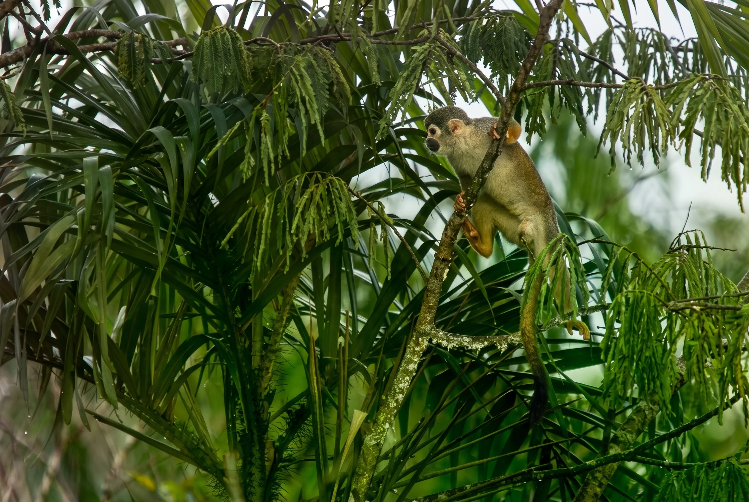 Wildlife in the Amazon rainforest at Tapir Lodge